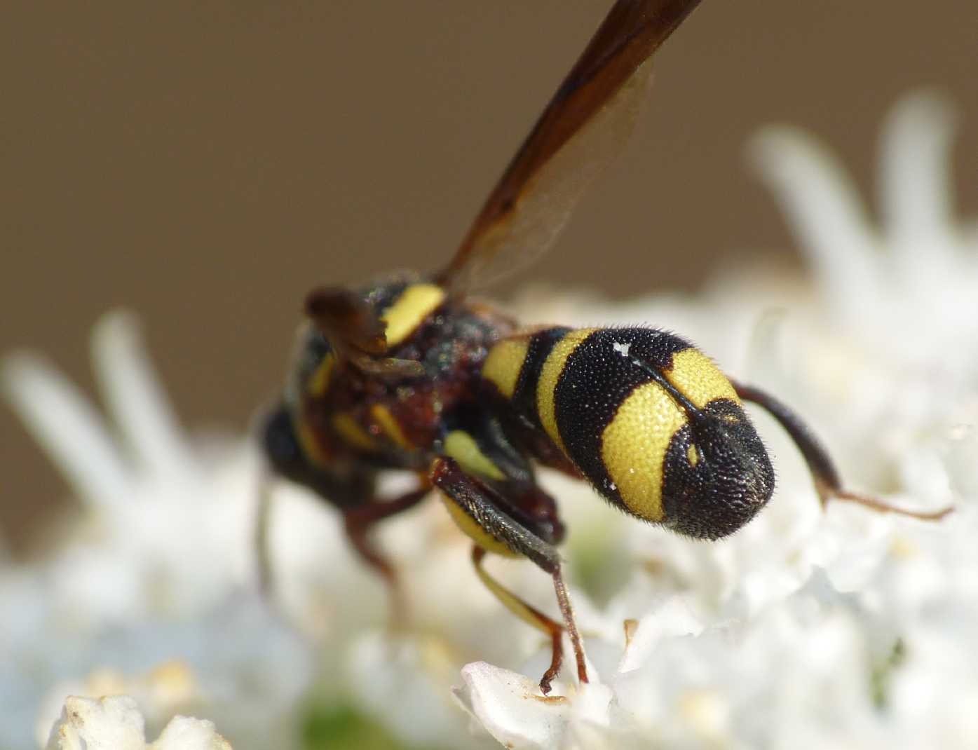 maschio di Leucospis, forse dorsigera